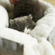 Deep Sleep Comfort In Winter Little Mat Basket Cat Ear Lovely Half-open Cozy Cave Beds Indoor Cat Tent Nest Cozy Pet Bed