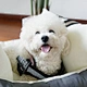 best price new style pet dog car seat booster with fast delivery