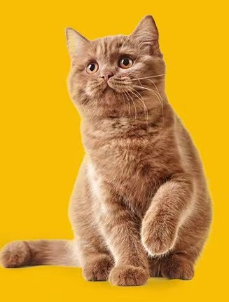 How to take good care of your pet?