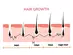 Spermidine Supplementation Stimulates Hair Growth by Prolonging the Anagen Phase