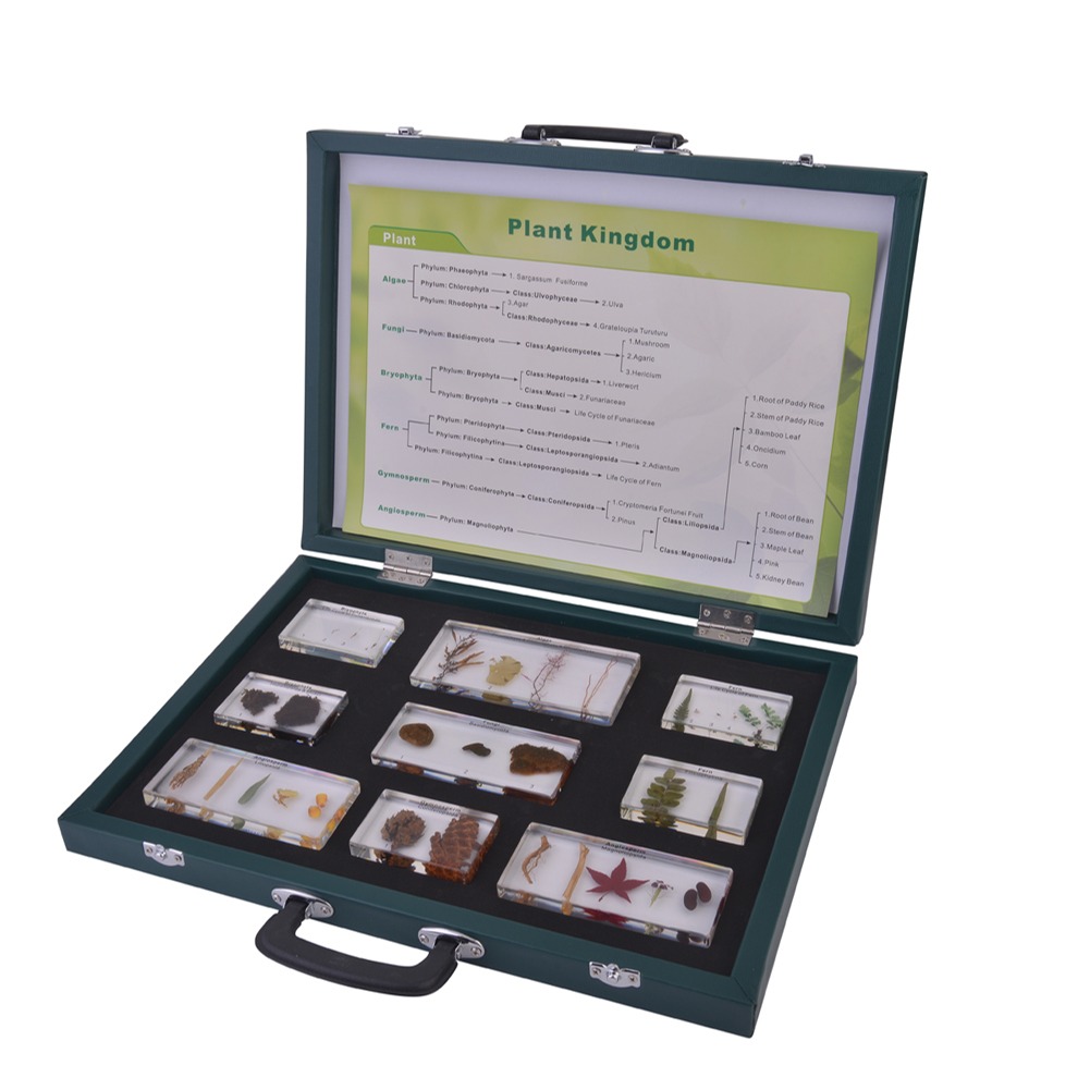 Plant Kingdoms Set Plant Specimens