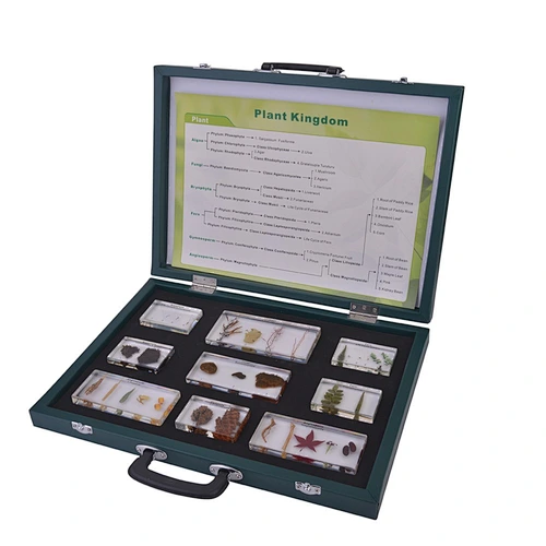 Plant Kingdoms Set Plant Specimens
