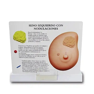 Human breast anatomy model pathological breast model