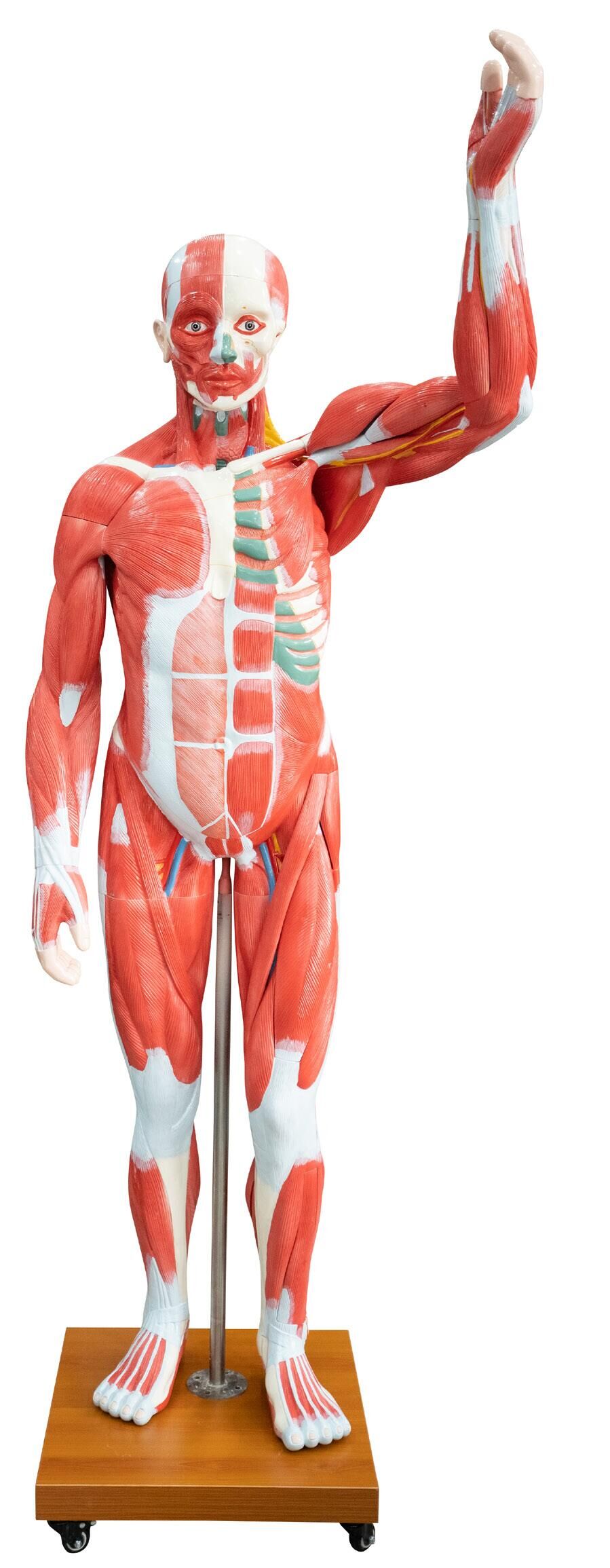 175cm Life Size Human Muscle Model 29 Parts