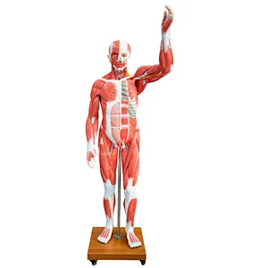 175cm Life Size Human Muscle Model 29 Parts