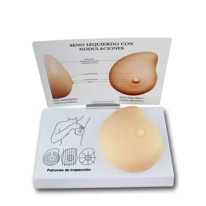 Human breast anatomy model pathological breast model