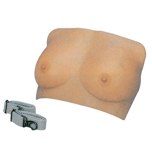 Breast Examination Model
