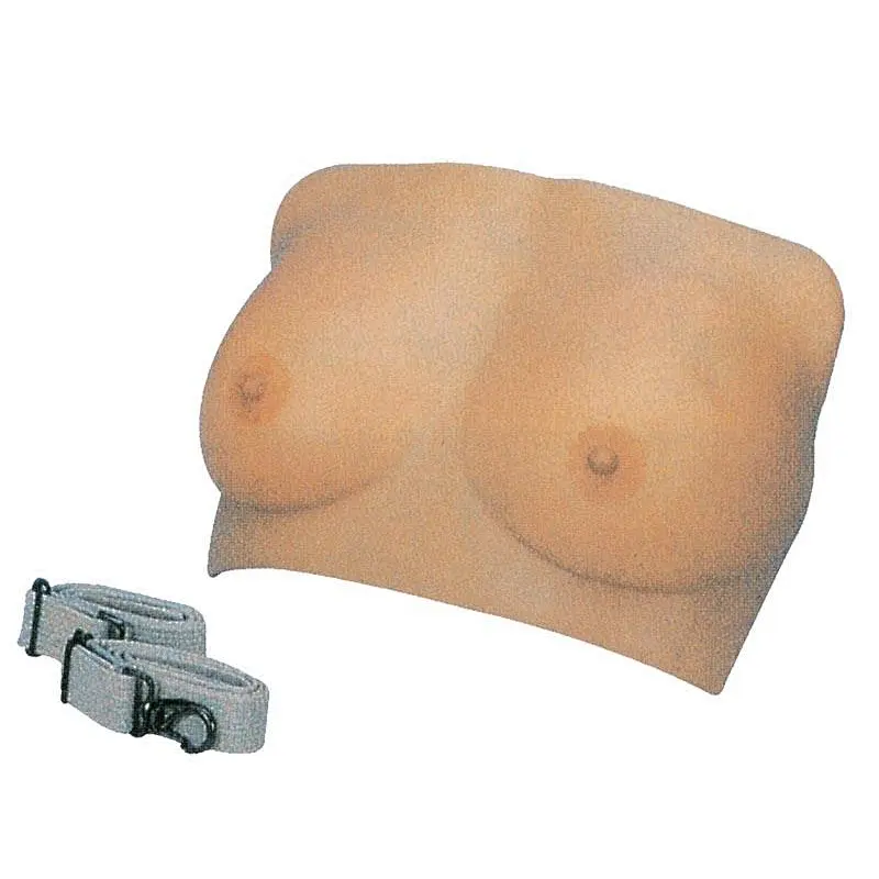 Breast Examination Model
