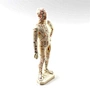 body model