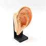 Acupuncture Model,Anatomical Model,Teaching Model,Acupuncture ear model,acupuncture model english,body model,chinese acupuncture points,human acupuncture model,hand foot ear point model,head points medical,education model,acupoint model,head and neck,plas