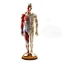 Acupuncture Model,Anatomical Model,Teaching Model,Acupuncture ear model,acupuncture model english,body model,chinese acupuncture points,human acupuncture model,hand foot ear point model,head points medical,education model,acupoint model,plastic model