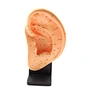 Acupuncture Model,Anatomical Model,Teaching Model,Acupuncture ear model,acupuncture model english,body model,chinese acupuncture points,human acupuncture model,hand foot ear point model,head points medical,education model,acupoint model,head and neck,plas