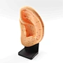 Acupuncture Model,Anatomical Model,Teaching Model,Acupuncture ear model,acupuncture model english,body model,chinese acupuncture points,human acupuncture model,hand foot ear point model,head points medical,education model,acupoint model,head and neck,plas