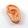Acupuncture Model,Anatomical Model,Teaching Model,Acupuncture ear model,acupuncture model english,body model,chinese acupuncture points,human acupuncture model,hand foot ear point model,head points medical,education model,acupoint model,head and neck,pla