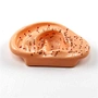 Acupuncture Model,Anatomical Model,Teaching Model,Acupuncture ear model,acupuncture model english,body model,chinese acupuncture points,human acupuncture model,hand foot ear point model,head points medical,education model,acupoint model,head and neck,pla