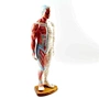 Acupuncture Model,Anatomical Model,Teaching Model,acupuncture model english,body model,chinese acupuncture points,human acupuncture model,hand foot ear point model,head points medical,education model,acupoint model,plastic model,Muscle Anatomy
