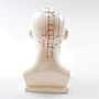 Acupuncture Model,Anatomical Model,Teaching Model,Acupuncture ear model,acupuncture model english,body model,chinese acupuncture points,human acupuncture model,hand foot ear point model,head points medical,education model,acupoint model,plastic model