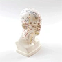 Acupuncture Model,Anatomical Model,Teaching Model,Acupuncture ear model,acupuncture model english,body model,chinese acupuncture points,human acupuncture model,hand foot ear point model,head points medical,education model,acupoint model,plastic model