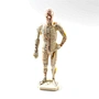 body model