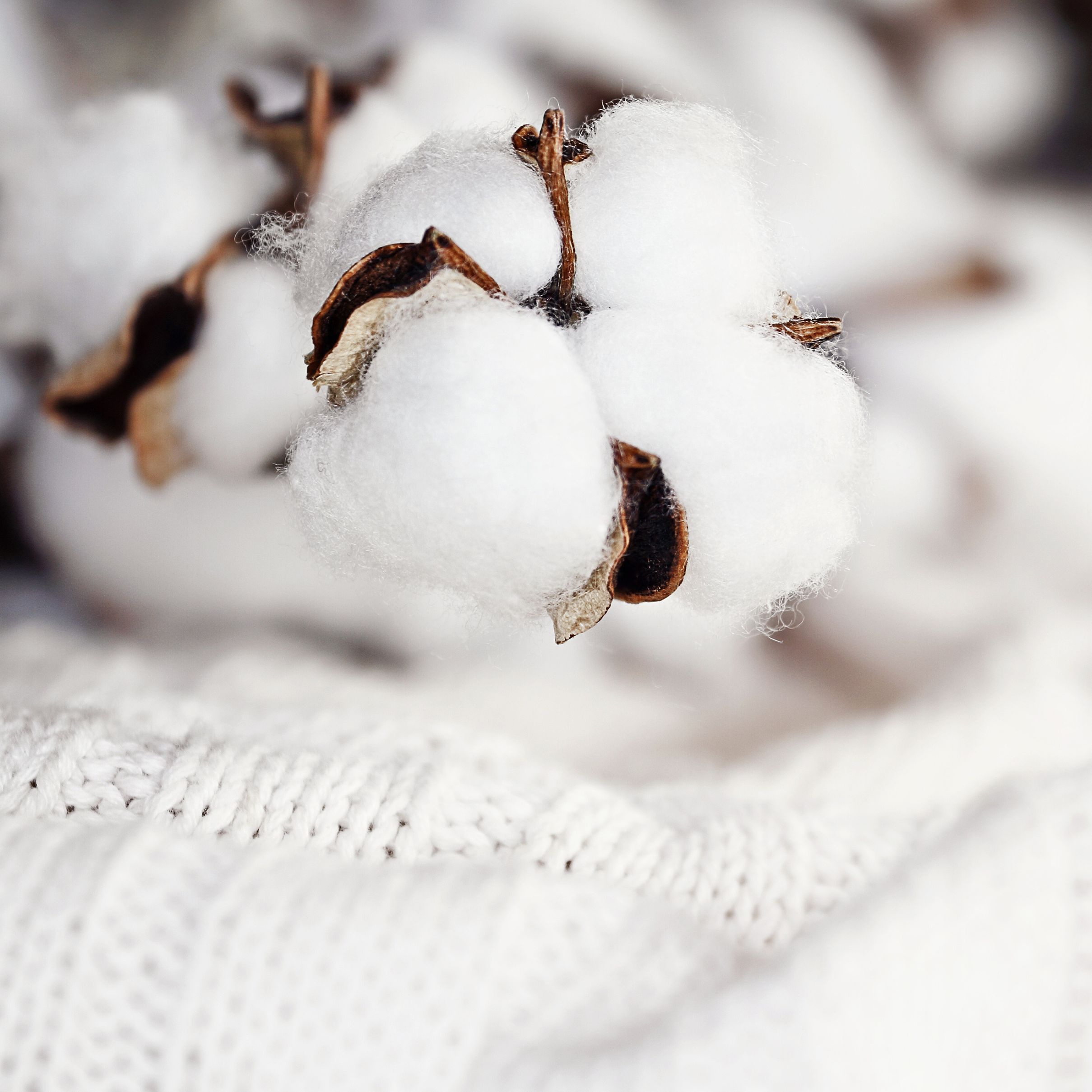 Plush, organic cotton or bamboo blanket, which is suitable for babies?