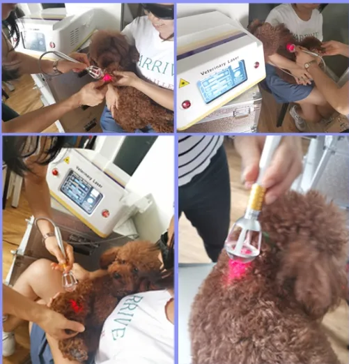 Veterinary wound heating