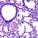 microscope camera for education