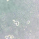 Fluorescence Biological Microscope