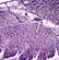 C mount USB2.0 CCD Monochrome Microscope Camera