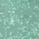 Live cell imaging