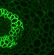 microscope camera for scientific research