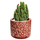 Cactus Planter