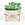 Cactus Planter
