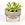 Cactus Planter