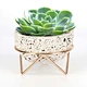 Cactus Planter