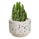 Garden Pot