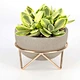Cactus Planter
