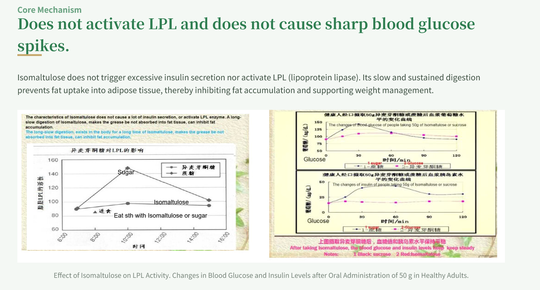Isomaltulose does not trigger excessive insulin secretion nor activate LPL (lipoprotein lipase)