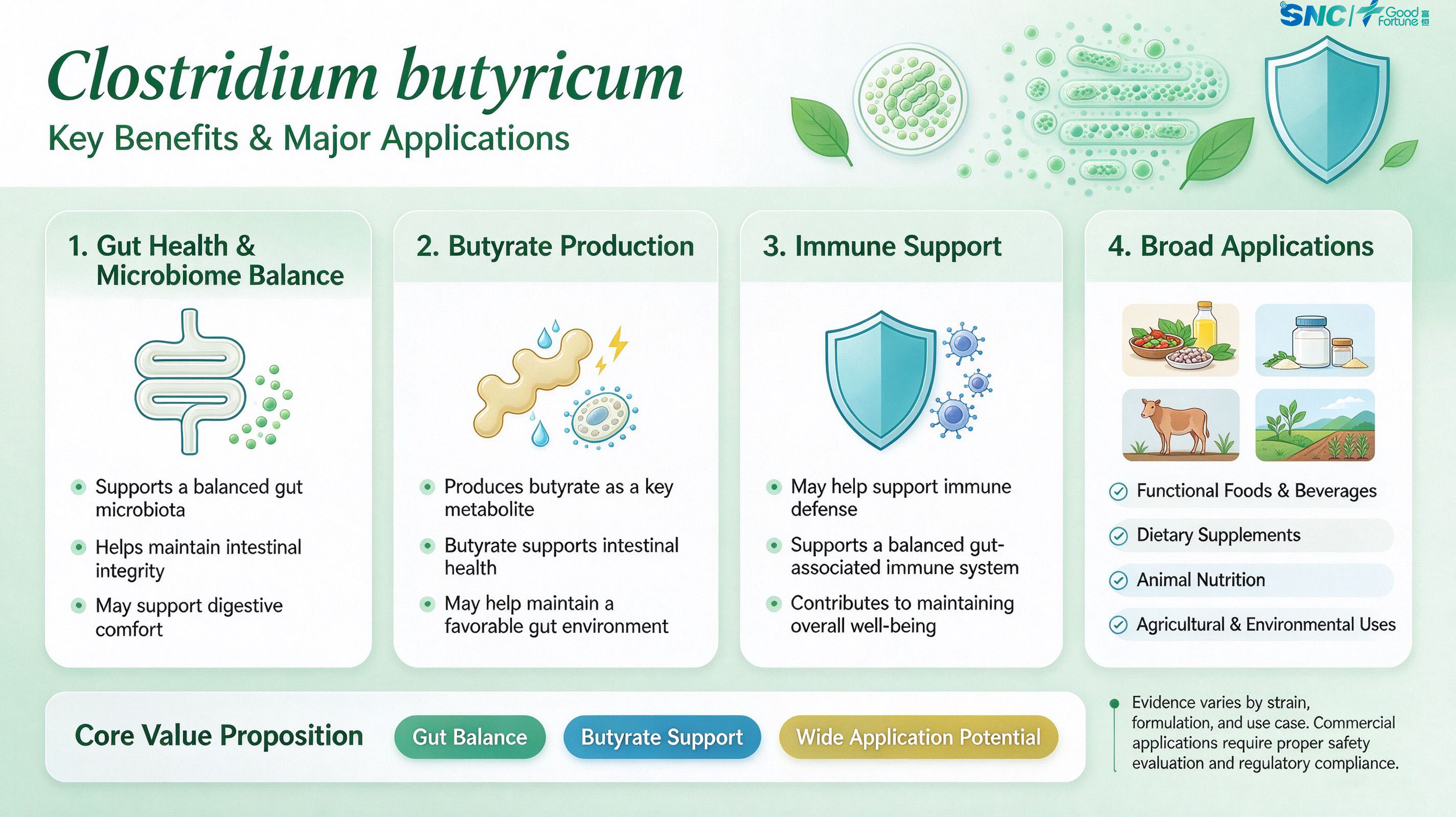 Clostridium Butyricum Probiotic Powder for Gut Health Support