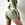 Booty Shorts