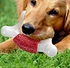 dog chew bone toy