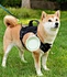 dog bowl folding