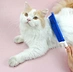 plastic cleaning brush pet