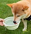 dog bowl folding