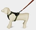 dog lead dog leash
