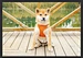pet harness