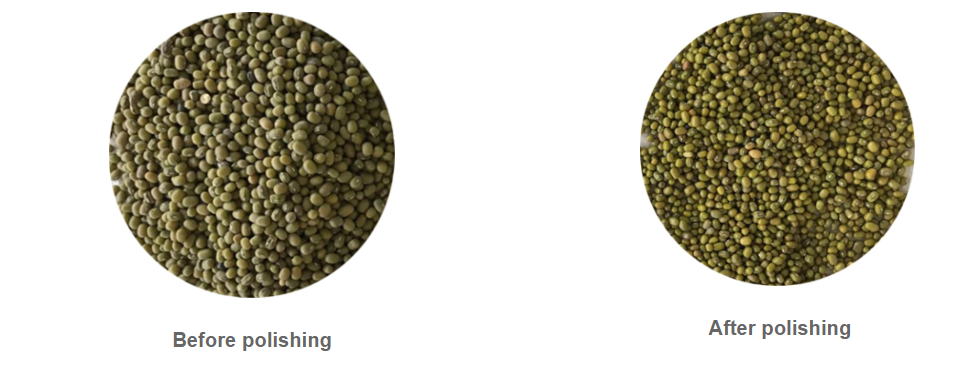 haricot mungo vert