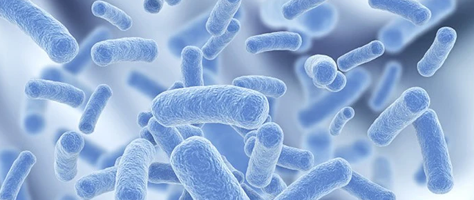  Lactobacillus rhamnosus