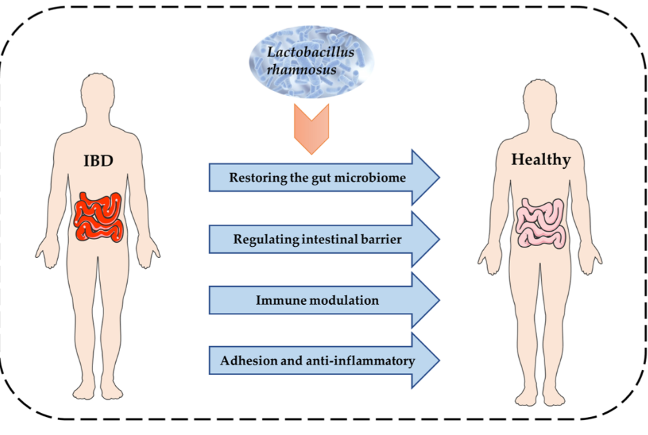  Lactobacillus rhamnosus