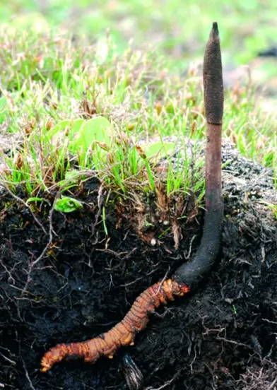 What is Cordyceps sinensis?