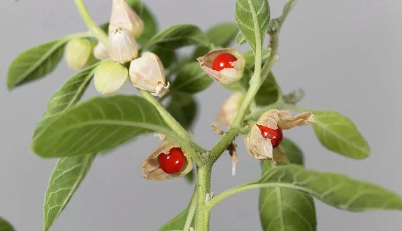 Ashwagandha